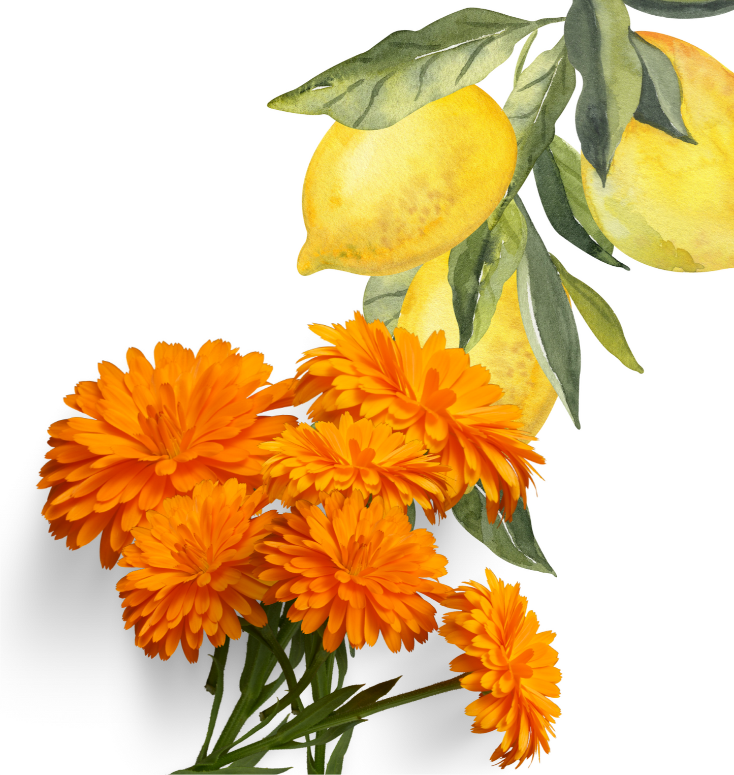 Festes Hundeshampoo Bio Zitrus-Calendula